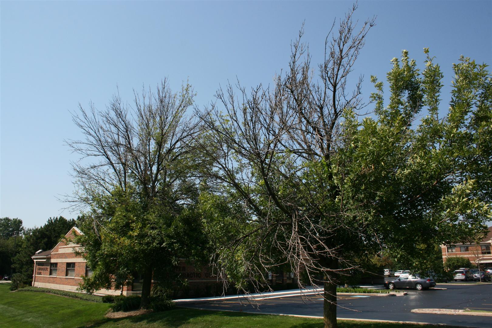 Identifying Emerald Ash Borer and Knowing What To Do All Phases