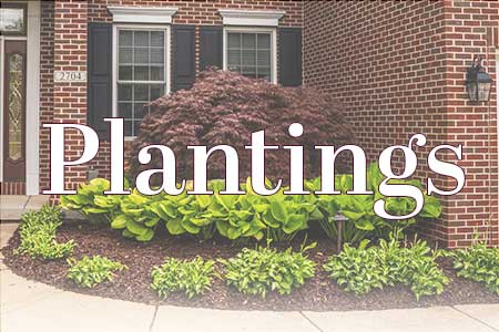 Plantings - All Phases Landscaping - Lansing landscaping